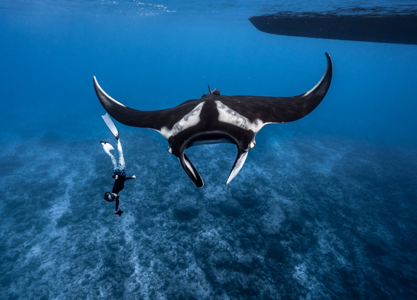 Дайвінг узимку найкращі теплі напрямки та як підготуватися до подорожі