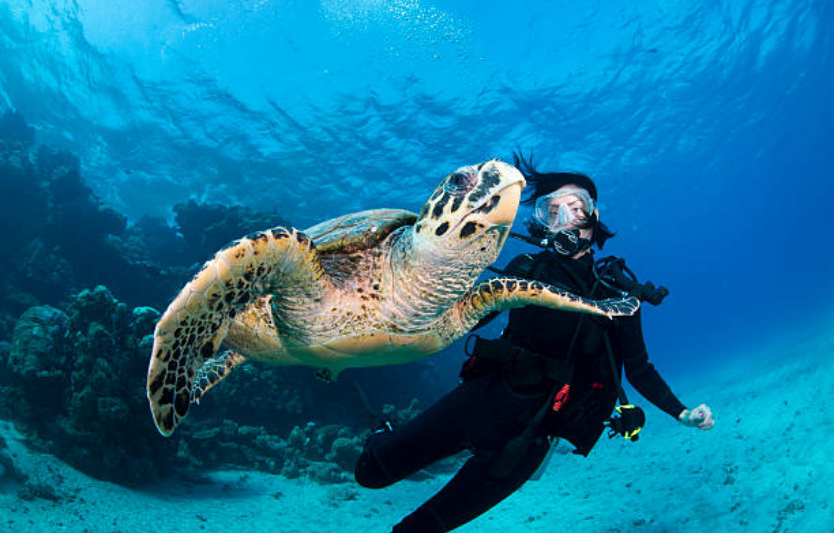 Тварини, які мріє побачити кожен дайвер підводні «хатні улюбленці»