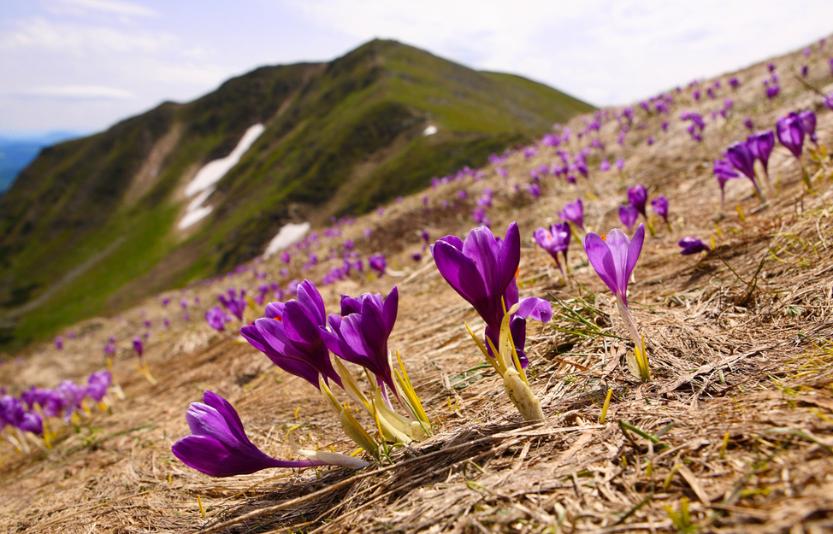 «Магічні» крокуси і де їх шукати